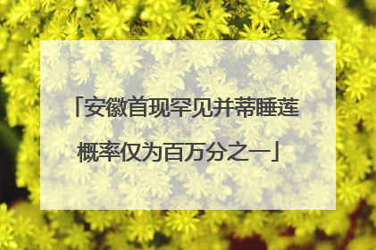 安徽首现罕见并蒂睡莲 概率仅为百万分之一